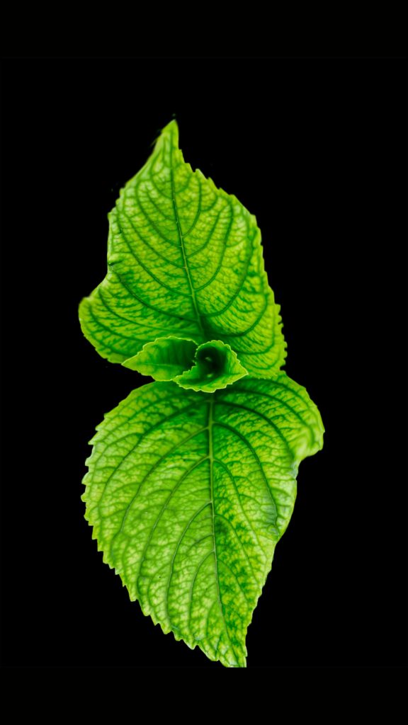 LCM - Menthe Poivree - Feuilles